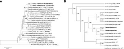 A novel phytopathogen Erwinia sorbitola sp. nov., isolated from the feces of ruddy shelducks